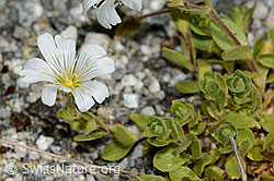 Einblütiges Hornkraut (Cerastium uniflorum) (C301724) Einblütiges Hornkraut (Cerastium uniflorum) (C301724)