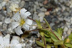 Einblütiges Hornkraut (Cerastium uniflorum) (C301725) Einblütiges Hornkraut (Cerastium uniflorum) (C301725)