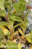 Einblütiges Hornkraut (Cerastium uniflorum) (C301730) Einblütiges Hornkraut (Cerastium uniflorum) (C301730)