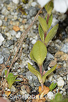 Einblütiges Hornkraut (Cerastium uniflorum) (C301731) Einblütiges Hornkraut (Cerastium uniflorum) (C301731)