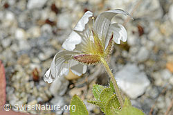 Einblütiges Hornkraut (Cerastium uniflorum) (C301733) Einblütiges Hornkraut (Cerastium uniflorum) (C301733)