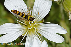 Gewöhnliche Langbauchschwebfliege (Sphaerophoria scripta) auf Einblütigem Hornkraut (Cerastium uniflorum) (C301740) Gewöhnliche Langbauchschwebfliege (Sphaerophoria scripta) auf Einblütigem Hornkraut (Cerastium uniflorum) (C301740)