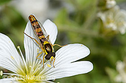 Einblütiges Hornkraut (Cerastium uniflorum)