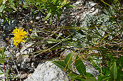 Graues Greiskraut (Senecio incanus) (C301756) Graues Greiskraut (Senecio incanus) (C301756)