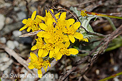 Graues Greiskraut (Senecio incanus) (C301757) Graues Greiskraut (Senecio incanus) (C301757)