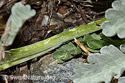 Graues Greiskraut (Senecio incanus) (C301760) Graues Greiskraut (Senecio incanus) (C301760)