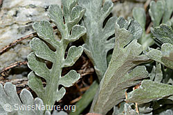 Graues Greiskraut (Senecio incanus) (C301762) Graues Greiskraut (Senecio incanus) (C301762)