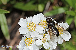 Korbblütler-Erzschwebfliege (Cheilosia canicularis) on Sumpf-Pippau (Crepis paludosa)