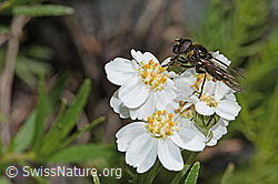 Korbblütler-Erzschwebfliege (Cheilosia canicularis) auf Moschus-Schafgarbe (Achillea erba-rotta ssp. moschata) (C301792) Korbblütler-Erzschwebfliege (Cheilosia canicularis) auf Moschus-Schafgarbe (Achillea erba-rotta ssp. moschata) (C301792)