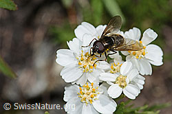 Korbblütler-Erzschwebfliege (Cheilosia canicularis) auf Moschus-Schafgarbe (Achillea erba-rotta ssp. moschata) (C301795) Korbblütler-Erzschwebfliege (Cheilosia canicularis) auf Moschus-Schafgarbe (Achillea erba-rotta ssp. moschata) (C301795)