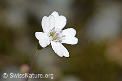 Felsen-Leimkraut (Silene rupestris) (C301833)