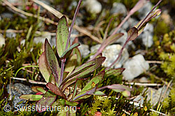Felsen-Leimkraut (Silene rupestris) (C301834)