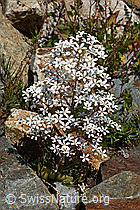 Photo: Saxifraga cotyledon