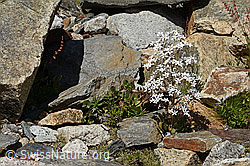 Photo: Saxifraga cotyledon