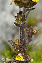 Zwerg-Augentrost (Euphrasia minima) (C301868)