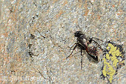 Anoplius infuscatus (Wegwespe) (07.2024, C301889)