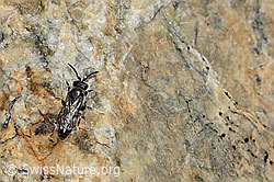Verkannte Maskenbiene (Hylaeus confusus) (07.2024, C301897)