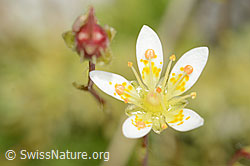 Moosartiger Steinbrech (Saxifraga bryoides) (C301908) Moosartiger Steinbrech (Saxifraga bryoides) (C301908)