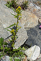 Alpen-Goldrute (Solidago virgaurea ssp. minuta) (C301916)
