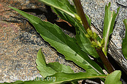 Alpen-Goldrute (Solidago virgaurea ssp. minuta) (C301919)