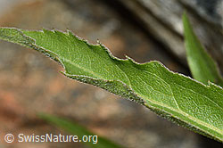 Alpen-Goldrute (Solidago virgaurea ssp. minuta) (C301920)