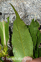 Alpen-Goldrute (Solidago virgaurea ssp. minuta) (C301921)
