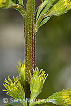 Alpen-Goldrute (Solidago virgaurea ssp. minuta) (C301922)