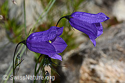 Scheuchzers Glockenblume (Campanula scheuchzeri) (C301958)