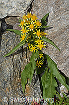 Alpen-Goldrute (Solidago virgaurea ssp. minuta) (07.2024, C301961)