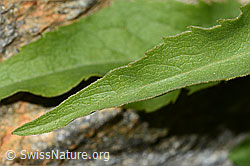 Alpen-Goldrute (Solidago virgaurea ssp. minuta) (C301964)