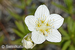 Sumpf-Herzblatt (Parnassia palustris) (C301977)