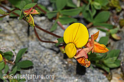Alpen-Hornklee (Lotus alpinus) (C301984) Alpen-Hornklee (Lotus alpinus) (C301984)