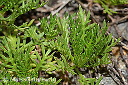 Moschus-Schafgarbe (Achillea erba-rotta ssp. moschata) (C302007)