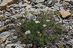Moschus-Schafgarbe (Achillea erba-rotta ssp. moschata) (C302008)