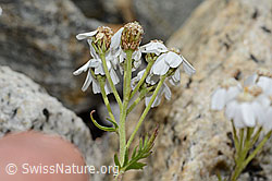 Moschus-Schafgarbe (Achillea erba-rotta ssp. moschata) (C302009)