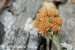 Graues Greiskraut (Senecio incanus) (07.2024, C302013)