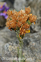 Graues Greiskraut (Senecio incanus) (C302014)