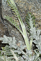 Graues Greiskraut (Senecio incanus) (C302017)