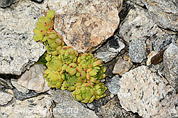 Berg-Hauswurz (Sempervivum montanum) (C302022) Berg-Hauswurz (Sempervivum montanum) (C302022)