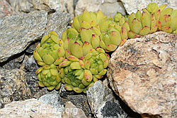 Berg-Hauswurz (Sempervivum montanum) (C302025) Berg-Hauswurz (Sempervivum montanum) (C302025)