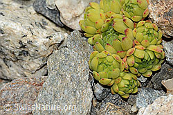 Berg-Hauswurz (Sempervivum montanum) (C302026) Berg-Hauswurz (Sempervivum montanum) (C302026)