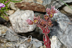 Berg-Hauswurz (Sempervivum montanum) (C302027) Berg-Hauswurz (Sempervivum montanum) (C302027)