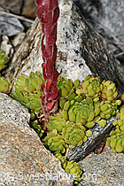 Berg-Hauswurz (Sempervivum montanum) (C302029) Berg-Hauswurz (Sempervivum montanum) (C302029)
