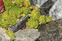 Berg-Hauswurz (Sempervivum montanum) (C302031) Berg-Hauswurz (Sempervivum montanum) (C302031)
