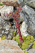 Berg-Hauswurz (Sempervivum montanum) (C302034) Berg-Hauswurz (Sempervivum montanum) (C302034)