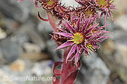 Berg-Hauswurz (Sempervivum montanum) (07.2024, C302044)