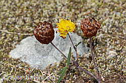 Braun-Klee (Trifolium badium) (C302081) Braun-Klee (Trifolium badium) (C302081)