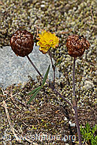 Braun-Klee (Trifolium badium) (C302083) Braun-Klee (Trifolium badium) (C302083)