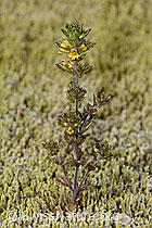 Zwerg-Augentrost (Euphrasia minima) (07.2024, C302089)