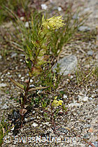 Rhinanthus glacialis (C302095)